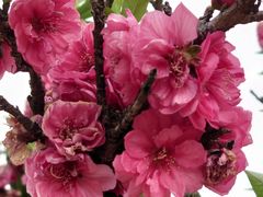 -南国桃园旅游度假区