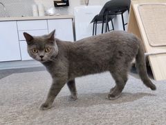 -米宠家·撸猫猫咖·专业洗猫·猫咪寄养(高新大都荟店)