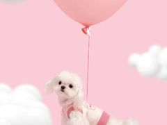 -萌宠之家·腊肠犬·马尔泰·小体犬舍