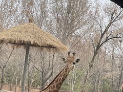 -北京野生动物园