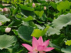 -莲花池公园