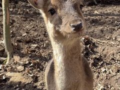 -栾川竹海野生动物园