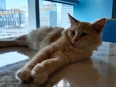 -遇见羊驼·奶狗咖·布偶猫咖·法斗柯基柴犬阿拉斯加(春熙路太古里IFS店)