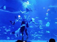 -烟台海昌鲸鲨海洋公园