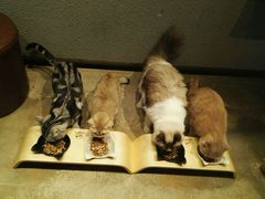 -咖法森林·咖啡  酒吧(天河店)