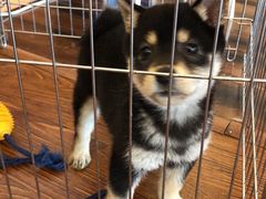 -豆柴町-柴犬主题狗咖(红鼎国际C座店)