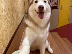 -和它·交个朋友·狗咖猫咖(爱琴海店)