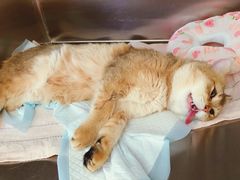 -艾贝尔宠物医院·24H转诊中心·肿瘤猫专科(江宁双龙店)