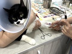 -四月宠物医院·猫专科·心脏专科·内科(转塘店)