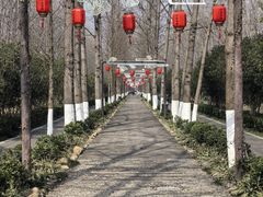 -合肥滨湖国家森林公园