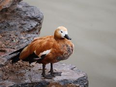 -青藏高原野生动物园