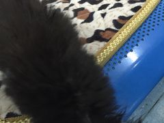-瑞派宠物医院·24小时骨科·心脏·核磁(哈尔滨南岗店)