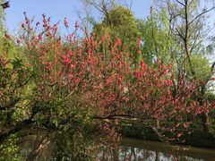-南汇桃花村