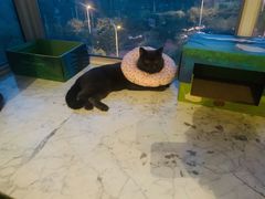 -宠爱国际动物医院·消化内科·心肾内科·ISFM猫友好(望京店)