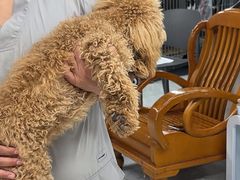 -达爱动物医院·犬猫分区·CT·复杂眼科(远洋山水分院)