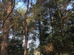 -铁山坪森林公园