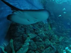 -芜湖新华联大白鲸海洋公园