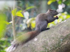 -南宁良凤江国家森林公园