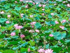 -荔湾湖公园