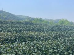 -西湖风景区十里琅珰-五云山