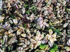 -格力东澳大酒店-蓝色海岸餐厅