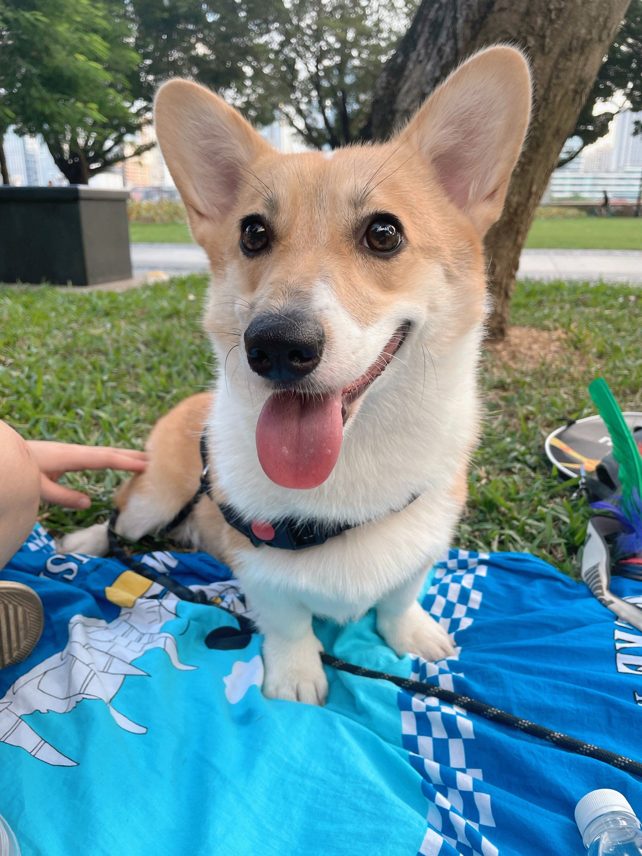 广州宠物友好公园 -临江带状公园[调皮]