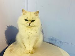 -喵屿·大理花园猫咖