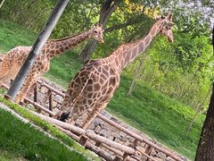 -北京野生动物园