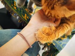 -平行世界·猫咖(首经贸店)