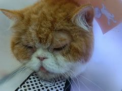 -喵园·猫主题咖啡厅·撸猫·猫咖(国贸店)