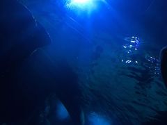 -暹罗海洋世界