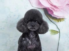 -读宠于你·约克夏比熊·睫角守宫·爬宠售卖(高新店)