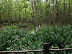 -合肥滨湖国家森林公园