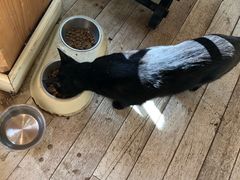 猫-猫的天空之城概念书店(丽江古城饮玉巷店)
