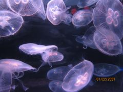 -欢乐海岸海洋奇梦馆
