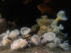 -西雅图水族馆
