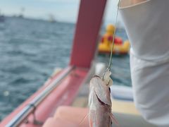 -小猫钓鱼海钓俱乐部(椰梦长廊店)