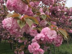 -上海市龙华烈士陵园