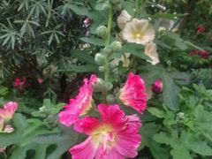 -东莞植物园