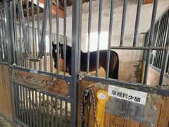 -北京群众马术培训基地