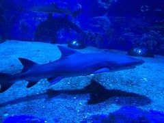 -成都浩海立方海洋公园