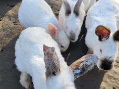 -栾川竹海野生动物园