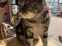 -平行世界·猫咖(首经贸店)