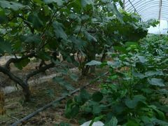 -马陆小张葡萄园农家乐