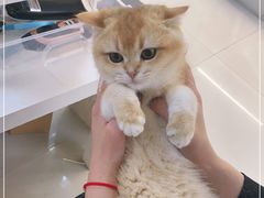 -lincat·猫舍(广州店)