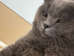 -瑞派伍一宠物医院·眼科·骨科·猫科转诊中心(马王堆院)