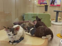 -momokira米努特·德文卷毛猫·棉花面纱犬