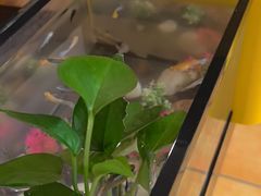 -竹雀古法采耳(青岛麦凯乐店)