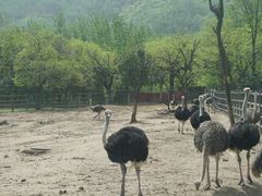 -西安秦岭野生动物园