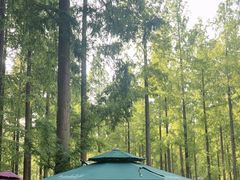 -黄海国家森林公园